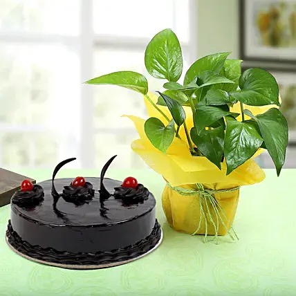 Truffle Cake and Money Plant