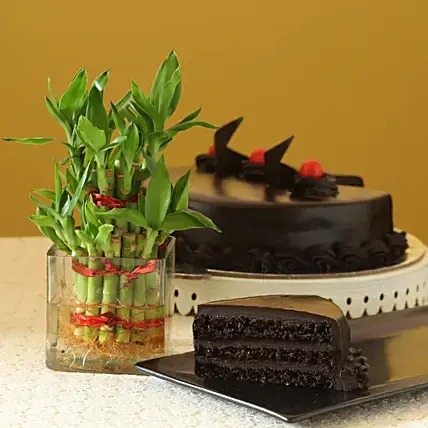 Lucky Bamboo and Truffle Cake Combo