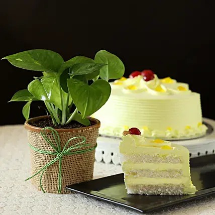Money Plant and Eggless Butterscotch Cake