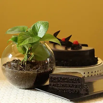 Eggless Truffle Cake & Money Plant