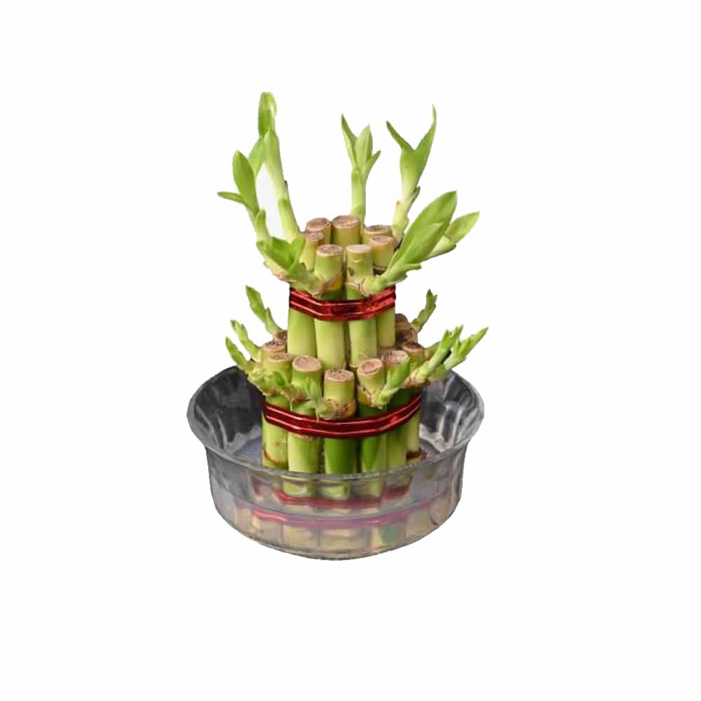 Lucky Bamboo Plant 2 Layer