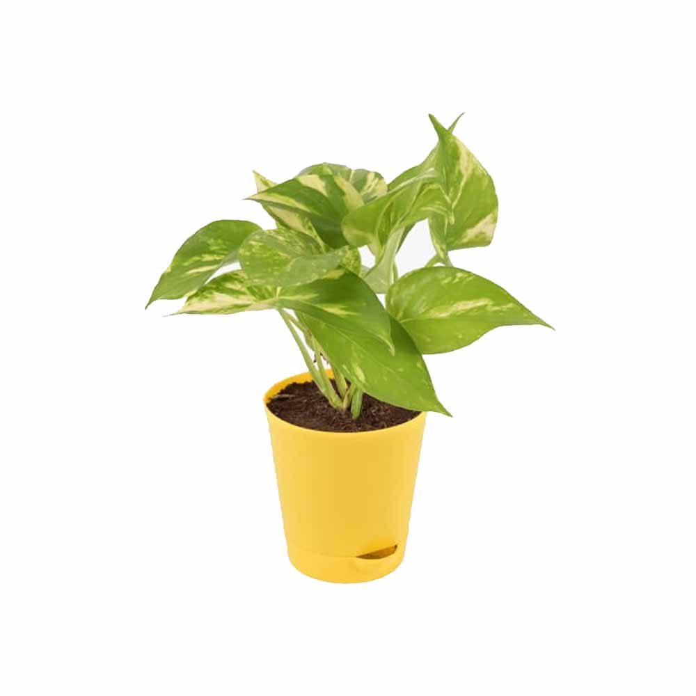 Money Plant Variegated