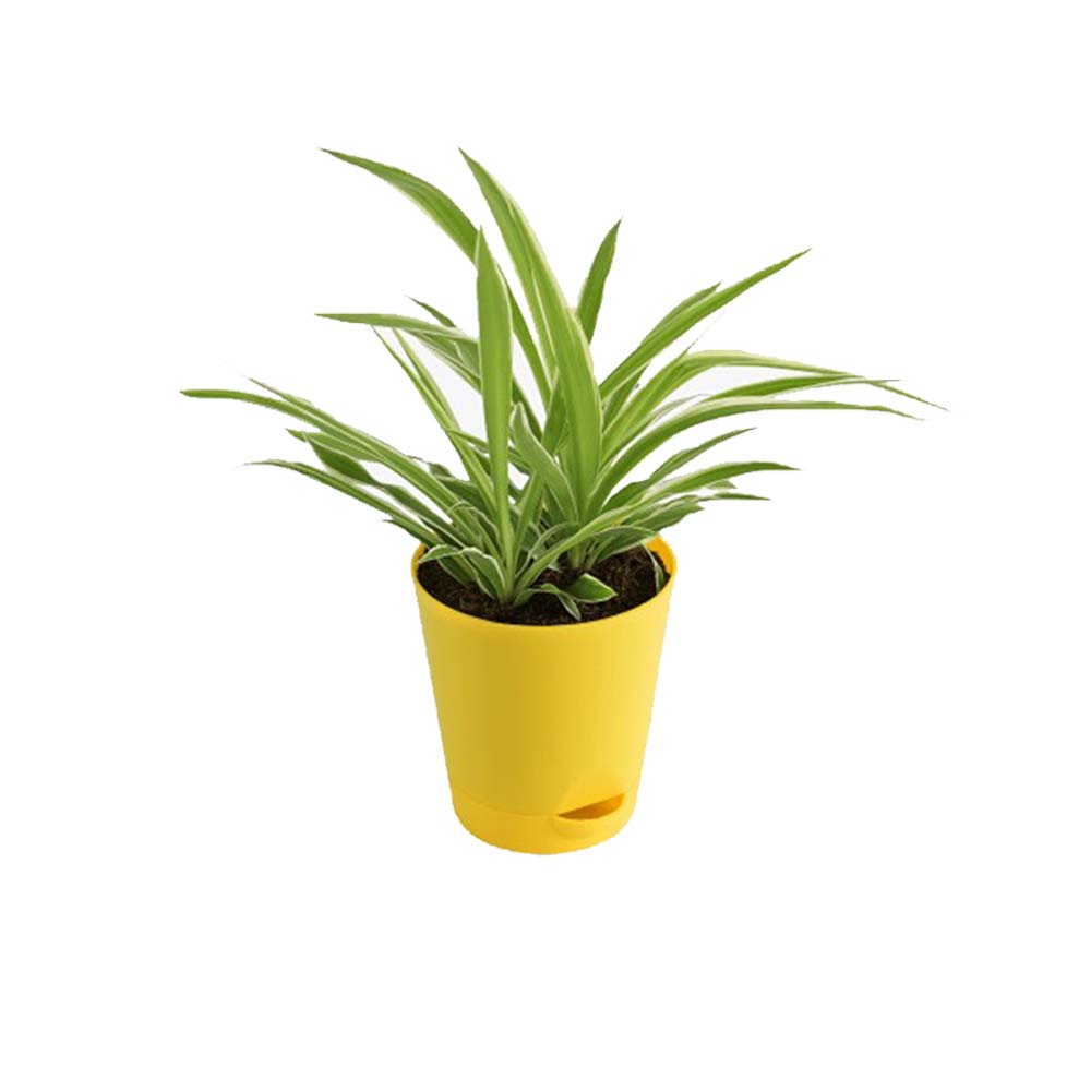 Chlorophytum Spider Plant