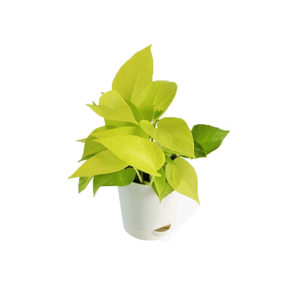 Money Plant Golden