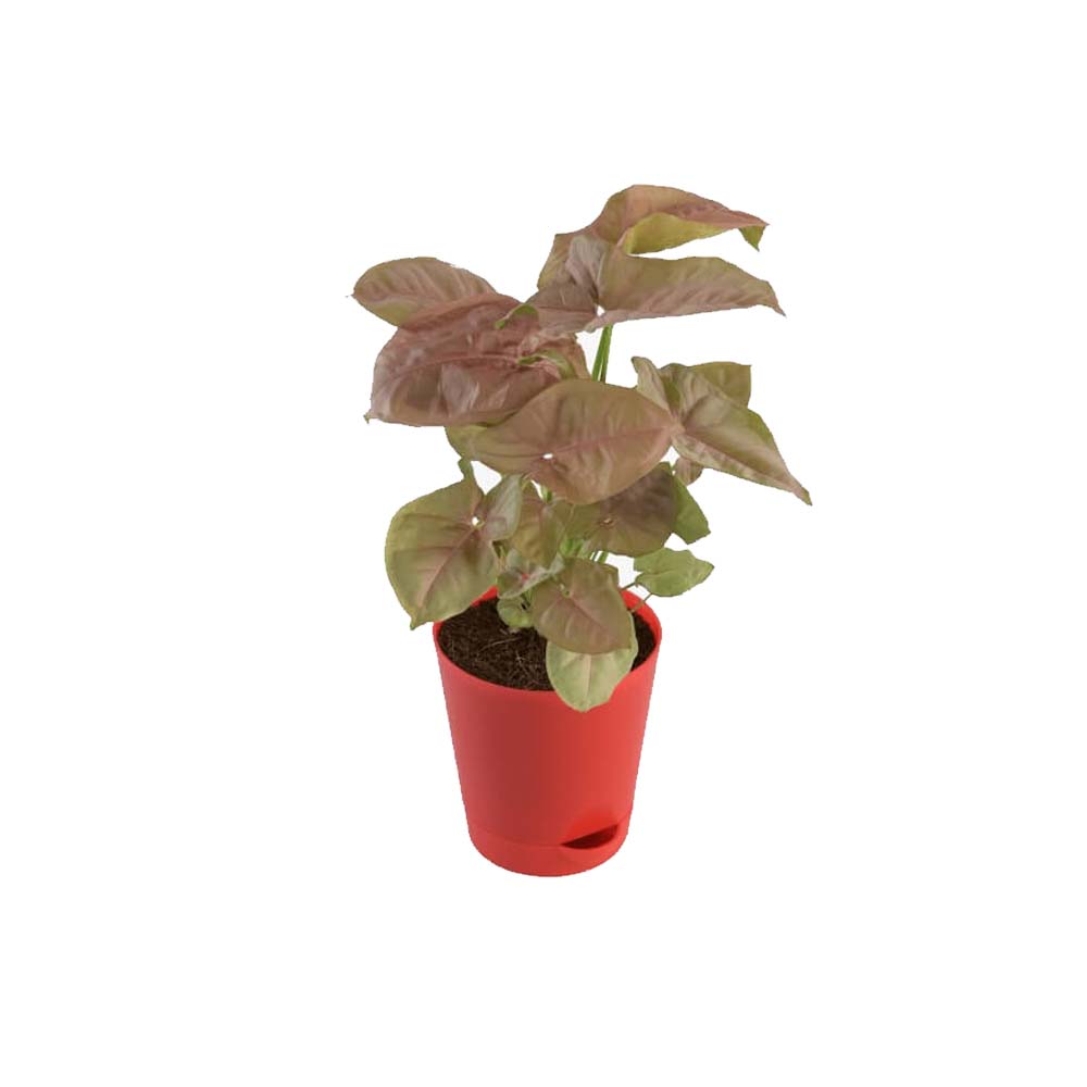 Syngonium Pink Neon Plant