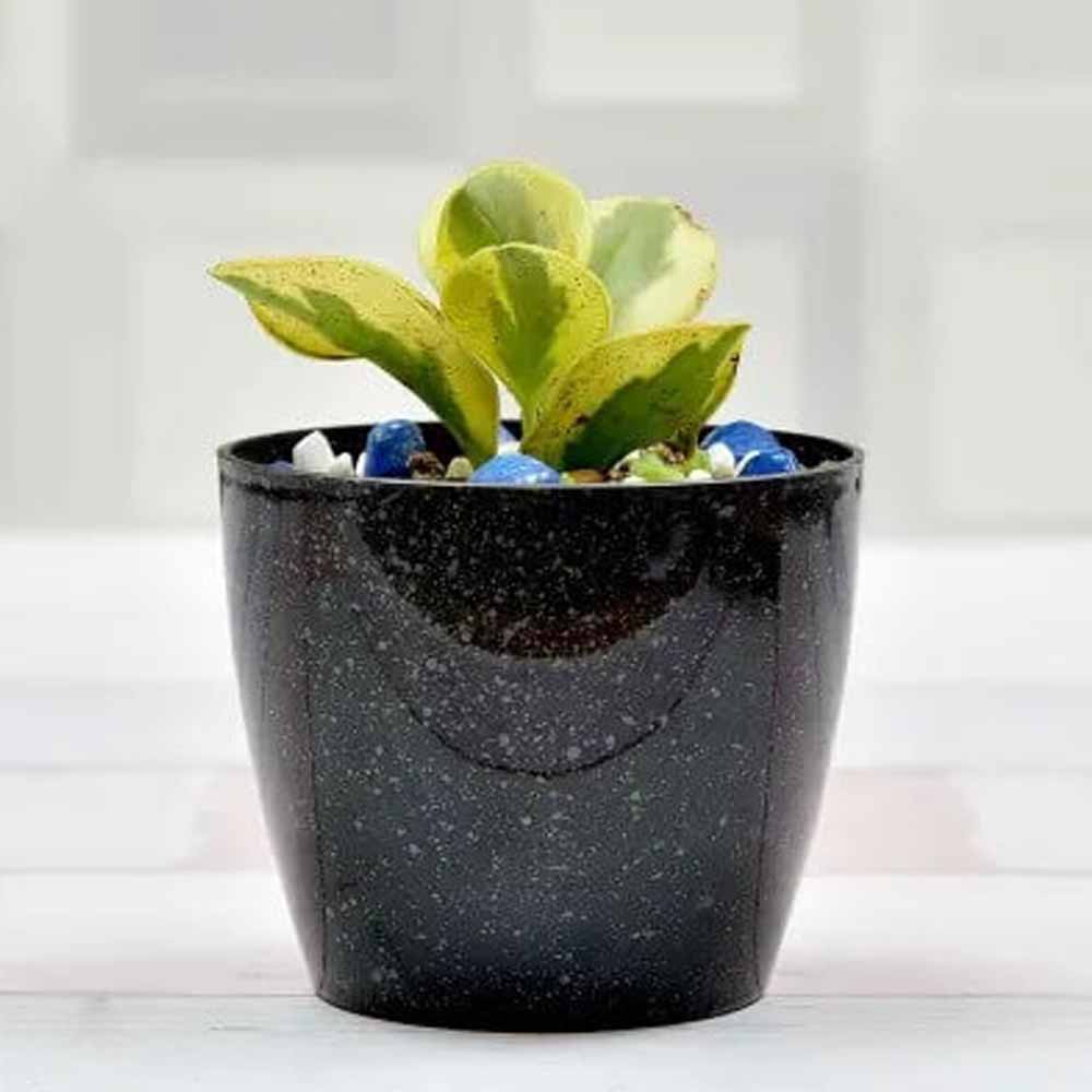 Appealing Airpurifying Peperomia Plant