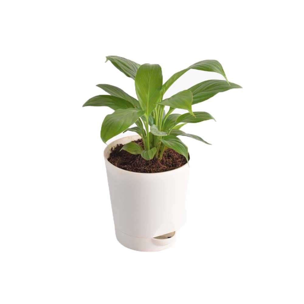 Spathiphyllum Sensation (Peace Lily) Plant