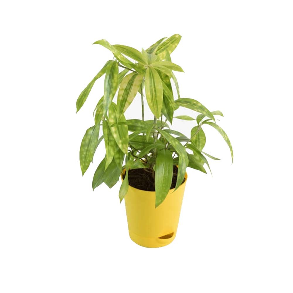 Dracaena Golden Milky Plant