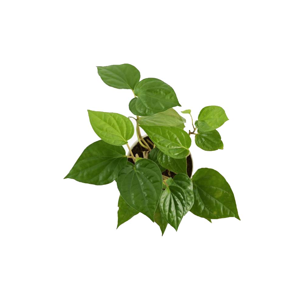 Betel Leaf (Magai Paan) Plant