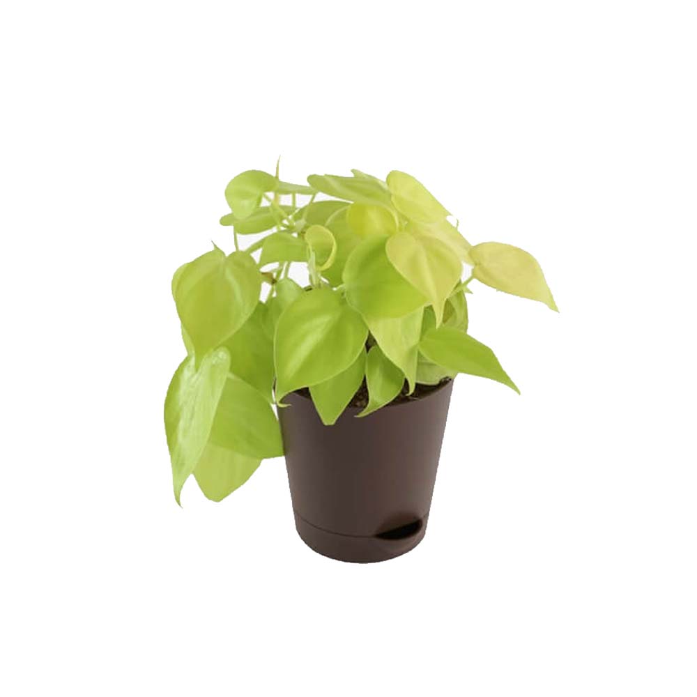 Philodendron Oxycardium Golden Plant