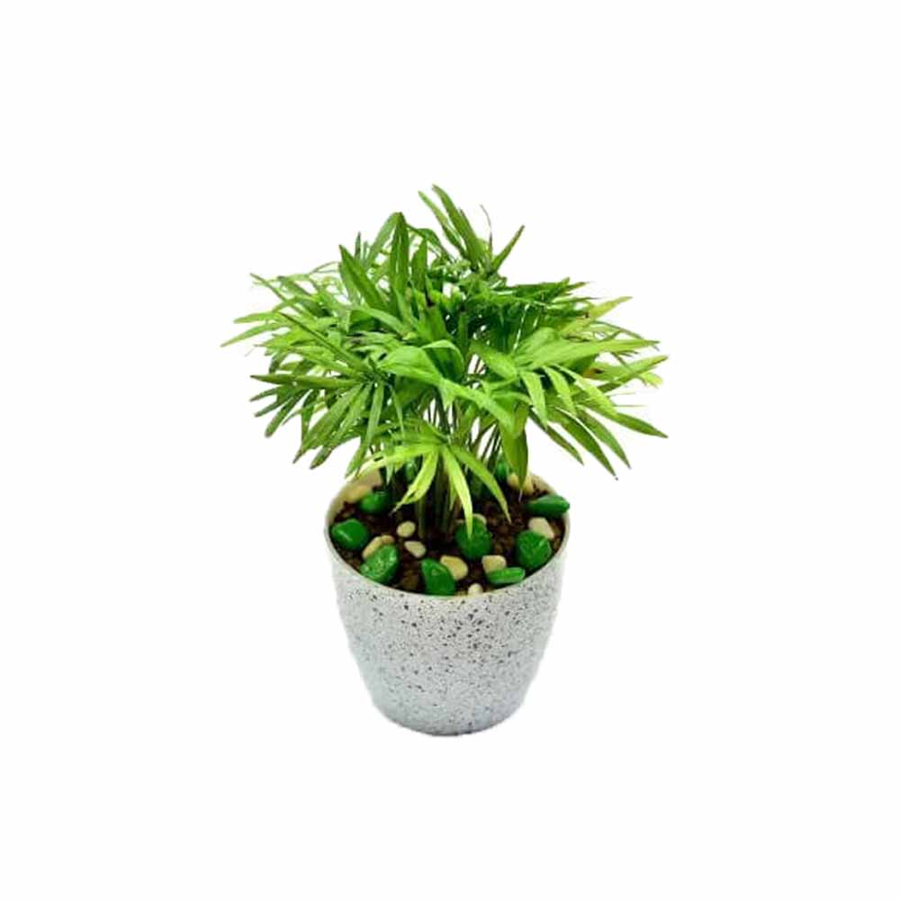 Auspicious Mini Bamboo Palm In Fibre Pot