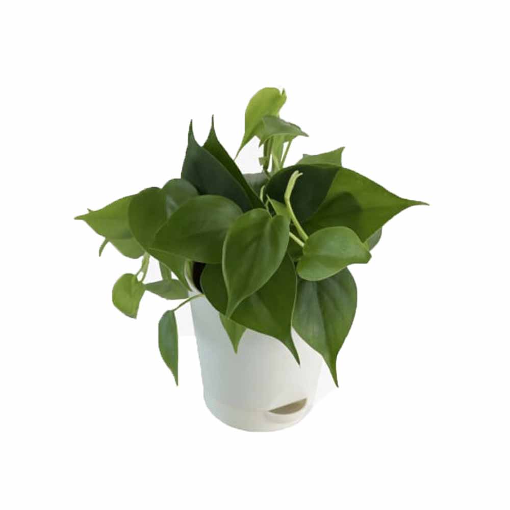 Philodendron Oxycardium Green Plant