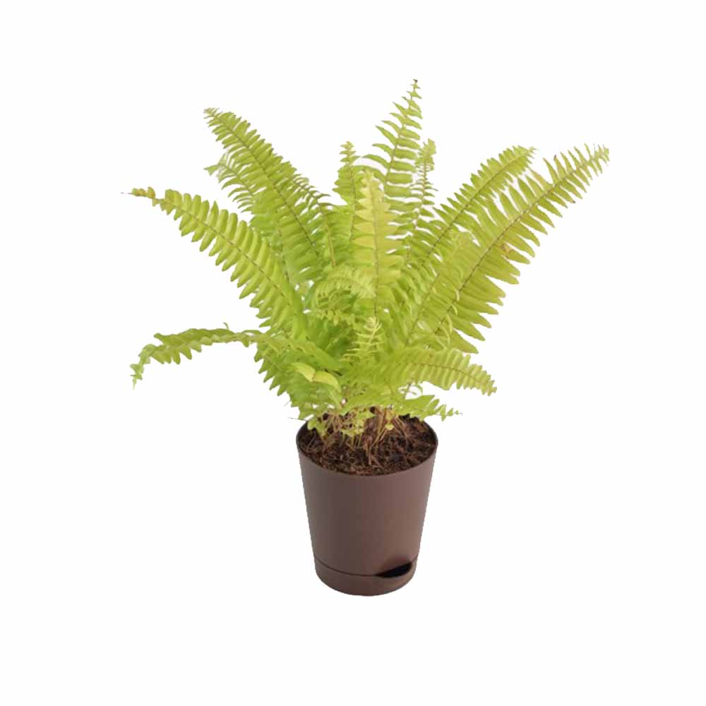 Golden Fern Plant