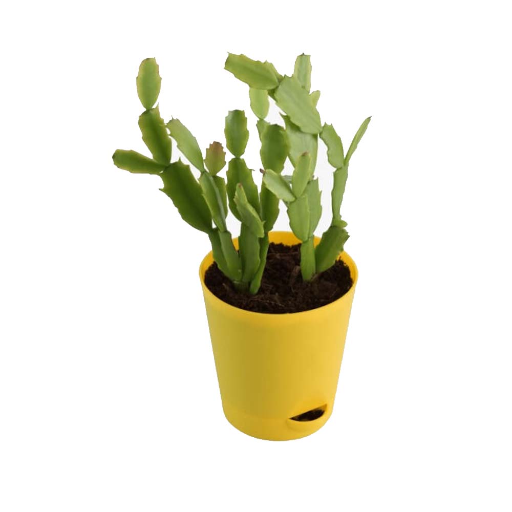 Christmas Cactus Plant