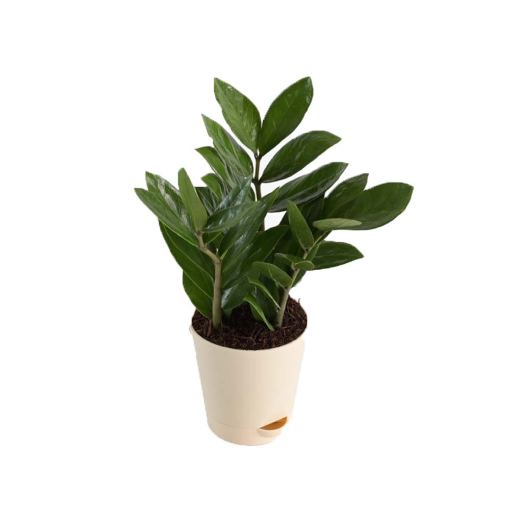 Zamia Zz Plant