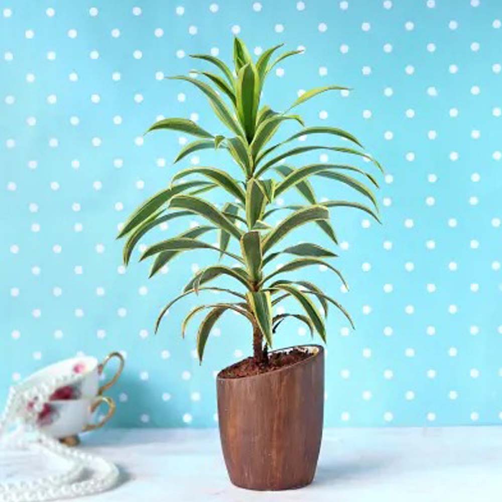 Song of India Plant with Ceramic Planter