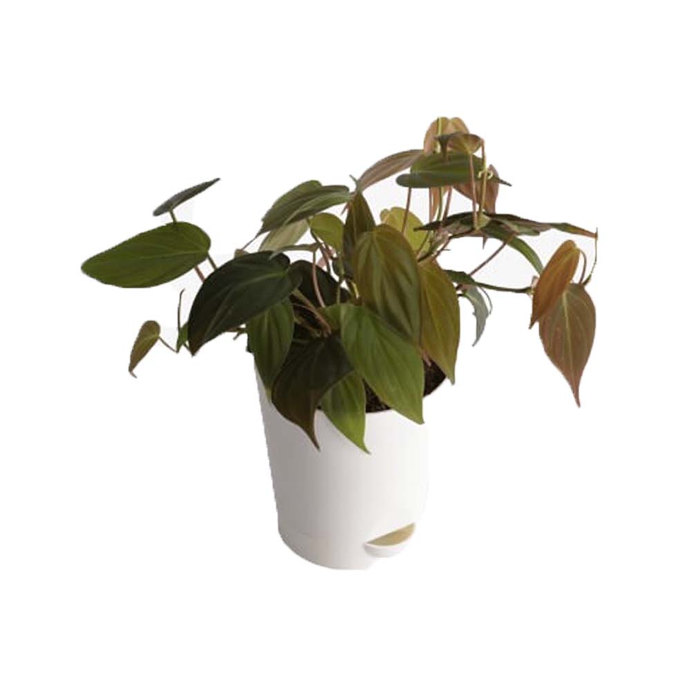 Philodendron Oxycardium Black Plant