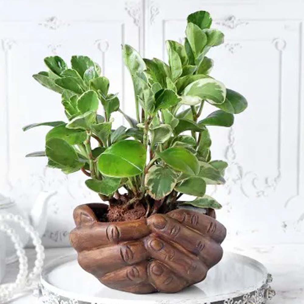 Peperomia Plant with Hand Designer Ceramic Planter