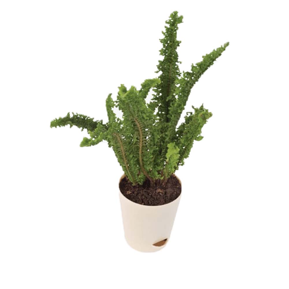 Fern Emina Plant