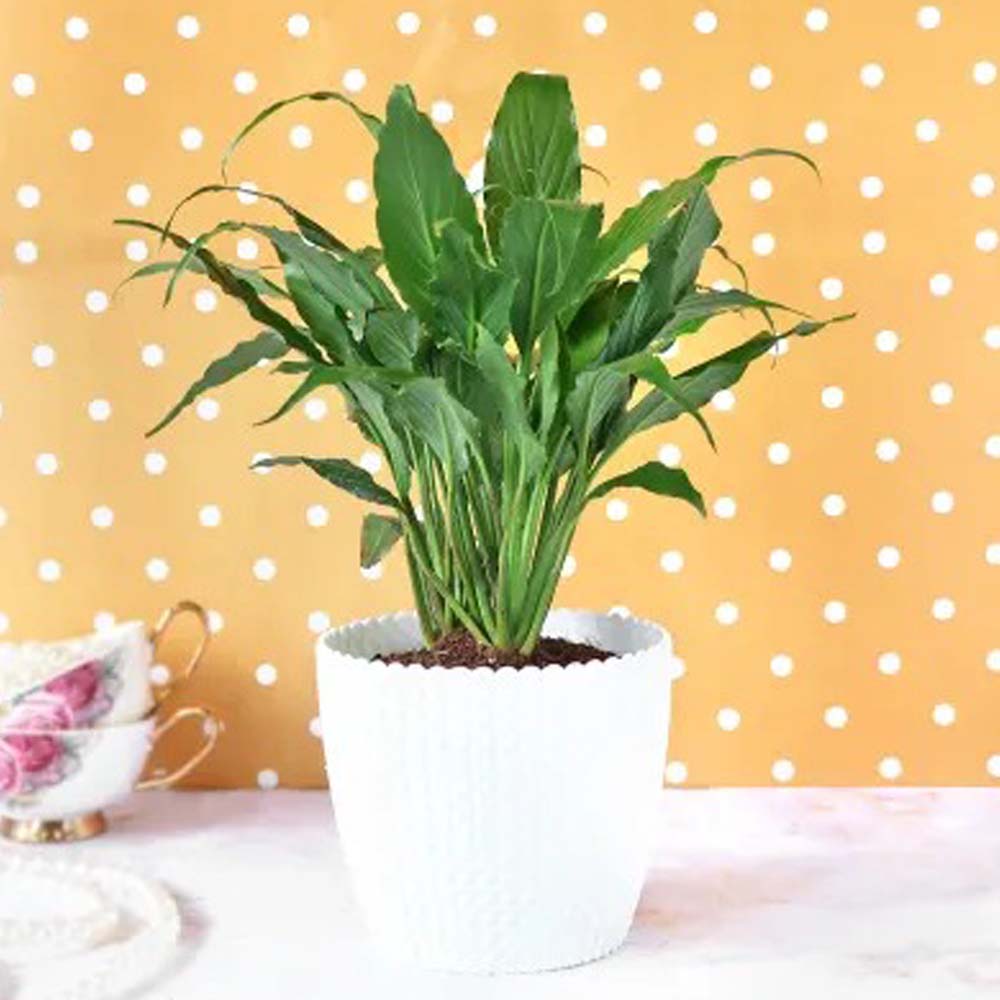 Money Plant Satin with Self Watering Pot