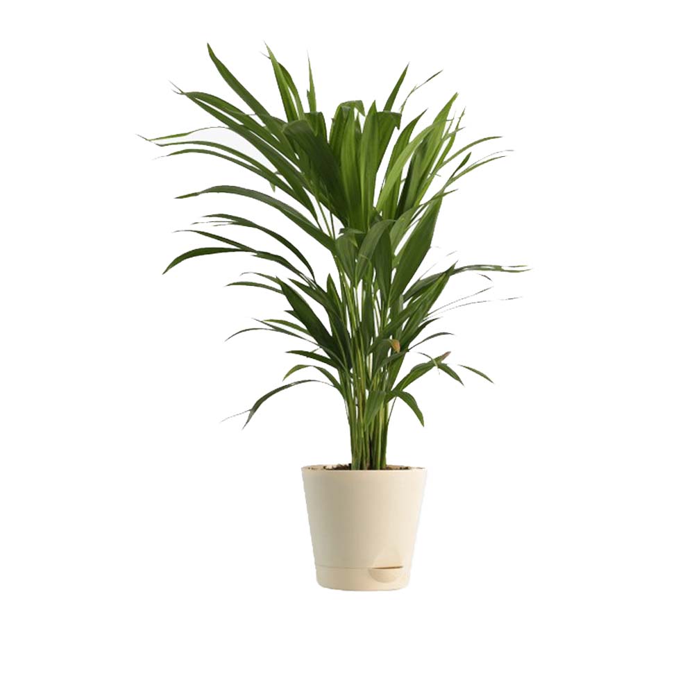 Bamboo Palm Plant