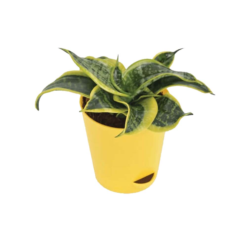 Syngonium Plant in Ceramic Pineapple Designer Planter