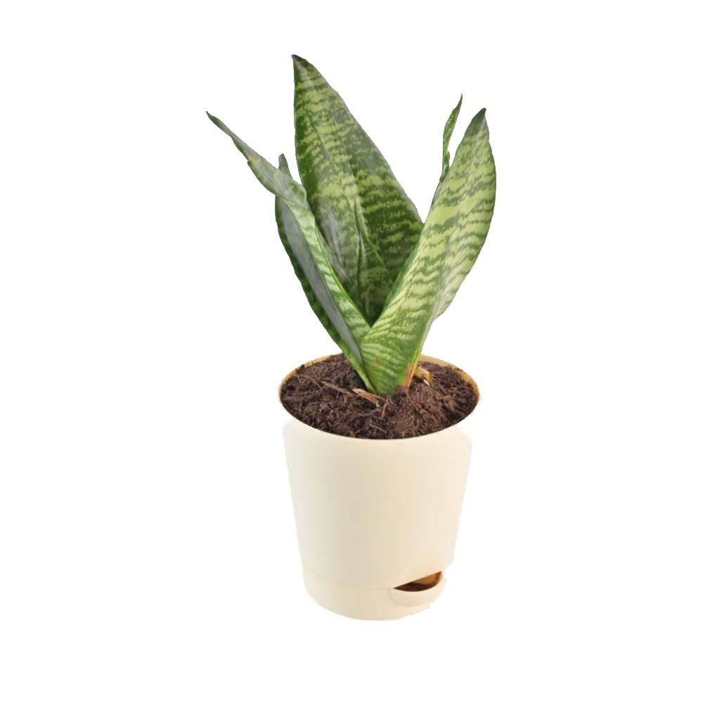 Sansevieria Futura Superba Snake Plant