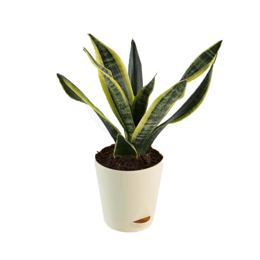 Sansevieria Flame Snake Plant