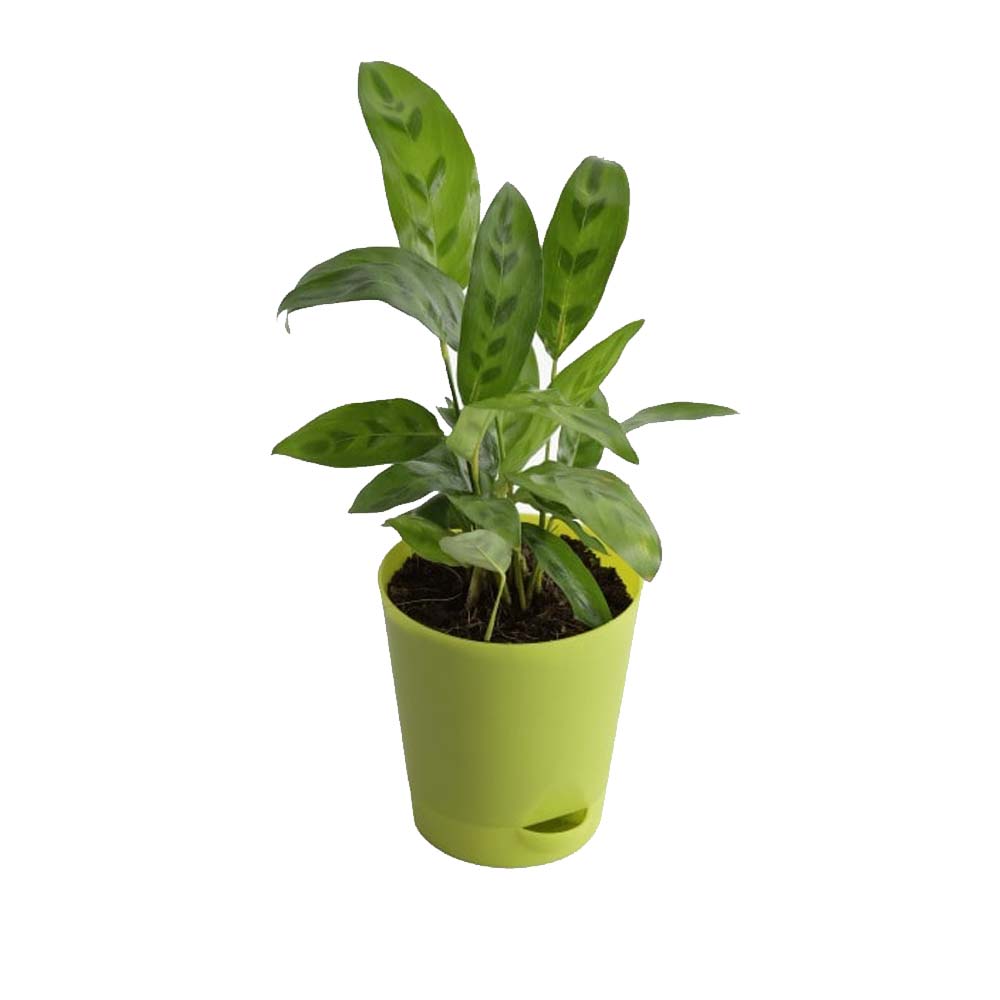 Calathea Faux Green Plant
