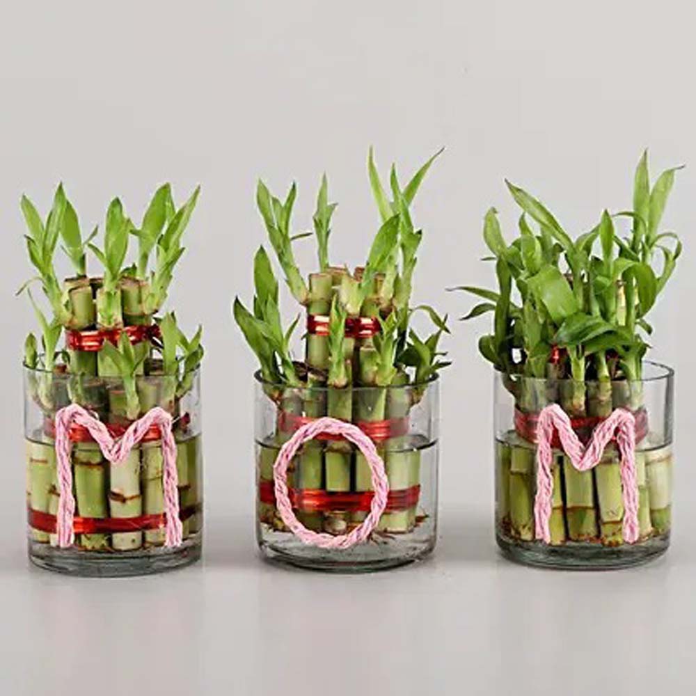 Three Lucky Bamboo Plants For Mom