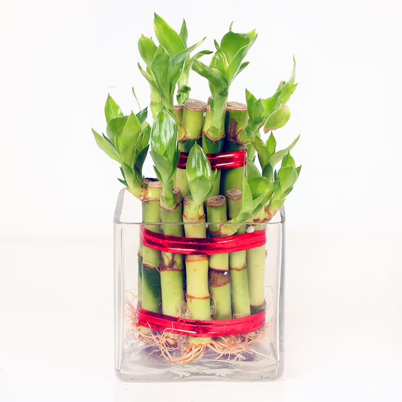 2 Layer Lucky Bamboo