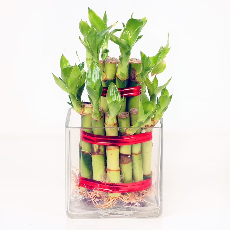 lucky Bamboo with vase