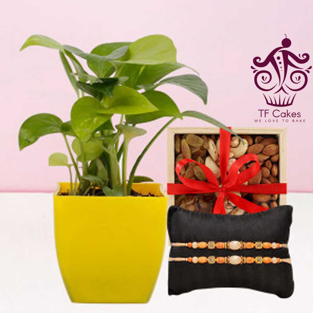 Money Plant With 2 Rakhi & Dry Fruits